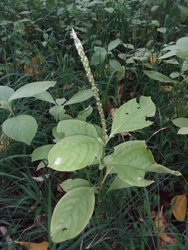 Achyranthes aspera iNat (3)