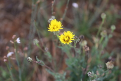 Reichardia tingitana