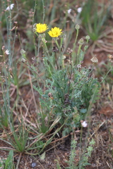 Reichardia tingitana
