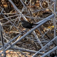 Stizoptera bichenovii