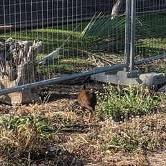 Megapodius reinwardt