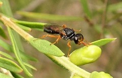 Miscophini