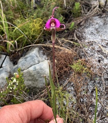 Disperis capensis
