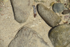 Favonigobius lateralis