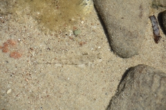 Favonigobius lateralis