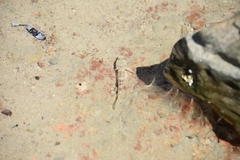 Favonigobius lateralis
