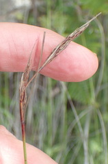 Schoenus graciliculmis