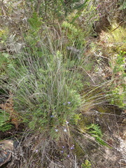 Schoenus graciliculmis