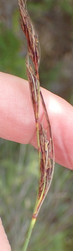 Image of Schoenus graciliculmis by (c) Nicola van Berkel, some rights reserved (CC BY-SA)