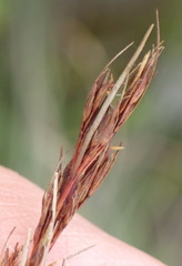 Schoenus graciliculmis