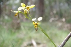 Diuris sulphurea