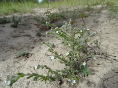 Lappula occidentalis