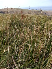 Anthoxanthum redolens