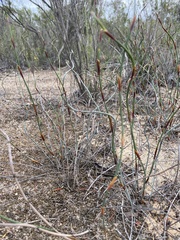 Lepidobolus drapetocoleus