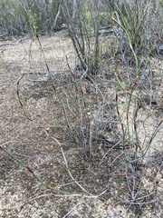Lepidobolus drapetocoleus