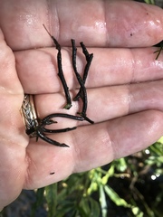 Podostemum ceratophyllum
