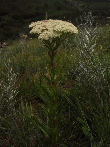 Crassula acinaciformis