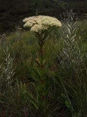 Crassula acinaciformis