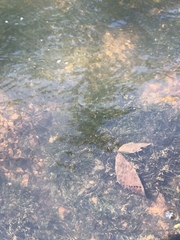 Podostemum ceratophyllum