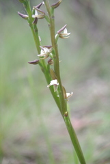 Prasophyllum brevilabre