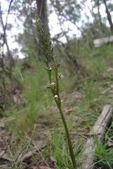 Prasophyllum brevilabre