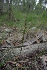 Prasophyllum brevilabre