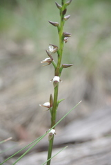 Prasophyllum brevilabre