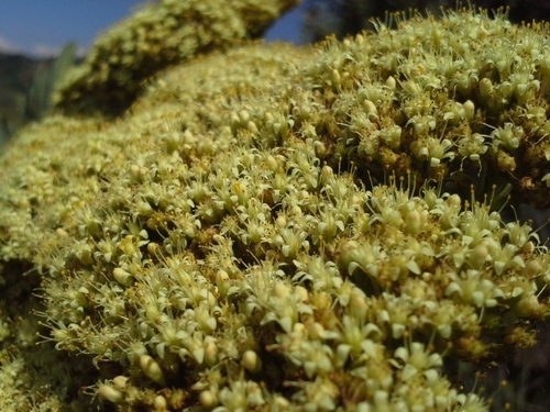 Crassula acinaciformis
