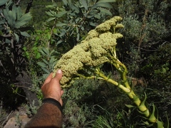 Crassula acinaciformis