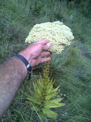 Image of Crassula acinaciformis by no rights reserved