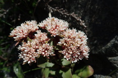 Crassula natalensis