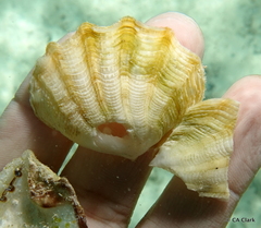 Tridacninae
