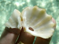 Tridacninae