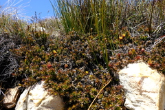 Oedera capensis