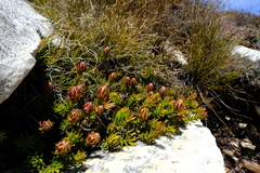 Oedera capensis