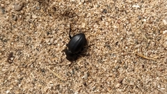 Tentyria mucronata