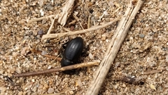 Tentyria mucronata