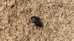Tentyria mucronata