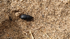 Tentyria mucronata