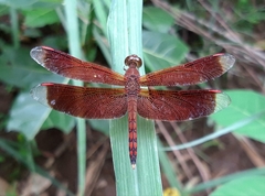 Neurothemis terminata