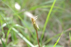 Chiloglottis trapeziformis