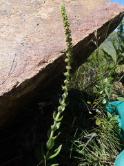 Crassula capitella nodulosa