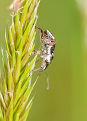 Aoplocnemis rufipes