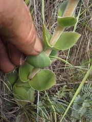 Crassula capitella nodulosa