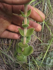 Crassula capitella nodulosa
