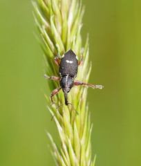 Aoplocnemis rufipes