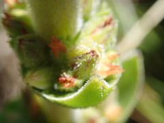 Crassula capitella nodulosa