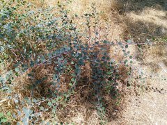 Capparis zoharyi