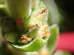 Crassula capitella nodulosa