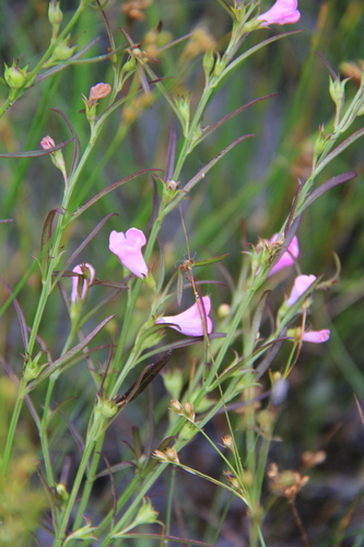 Small-flower False Foxglove (variety Agalinis Paupercula Paupercula 